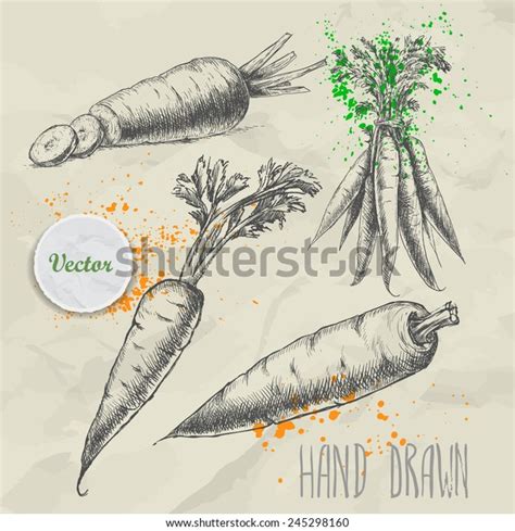 Hand Drawn Carrot Set Organic Eco Stock Vector Royalty Free