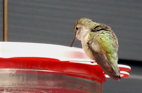 Calliope Hummingbird - Connecticut Audubon Society