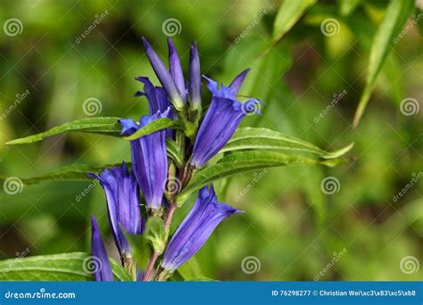 Willow Gentian Gentiana Asclepiadea Stock Image Image Of Field