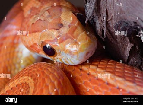 Baby Corn Snake