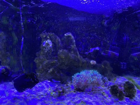 High Nitrates And Green Hair Algae Reef2reef