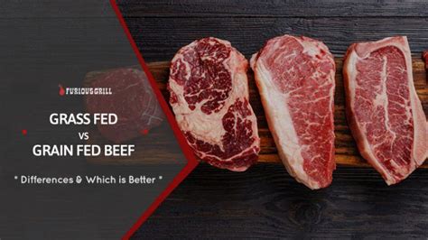 Grass Fed Vs Grain Fed Beef All Differences And Which Is Better