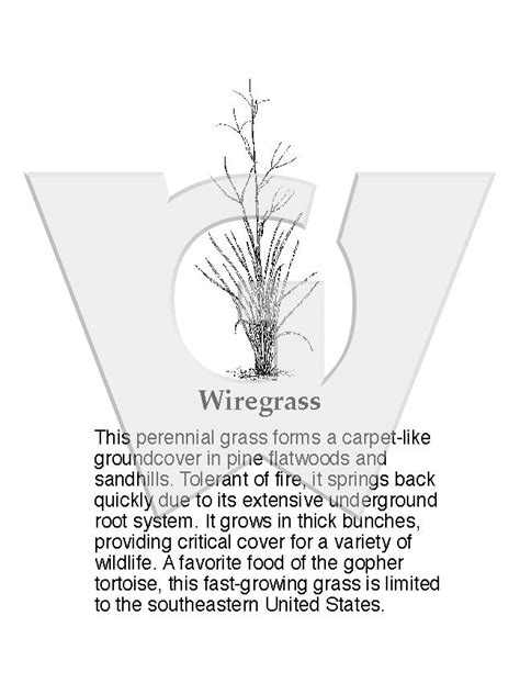 Wiregrass – Wilderness Graphics, Inc.