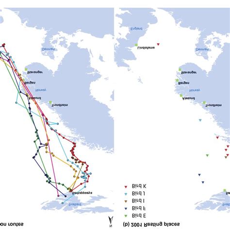 Autumn migration routes of Light-bellied Brent Geese tracked using ...