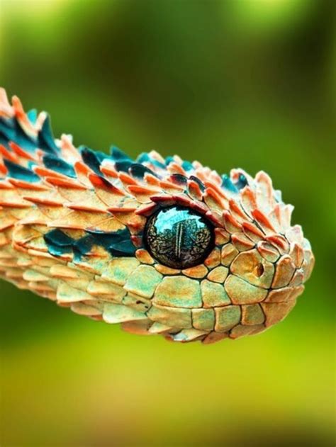 Top 10 Rarest Snakes In The World - Ruposhi Bangla