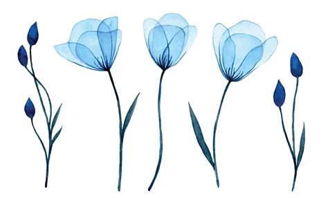 premium vector watercolor drawing transparent blue flowers