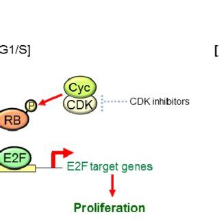 (PDF) To Grow, Stop or Die? – Novel Tumor-Suppressive Mechanism ... 