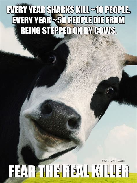 Funny Cow Pics With Quotes - ShortQuotes.cc