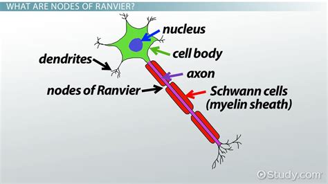 Nodes of Ranvier: Function and Definition - Video & Lesson Transcript ...