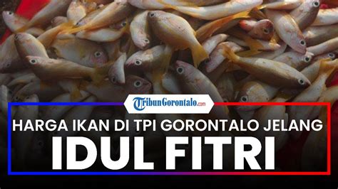 Harga Ikan Di Tpi Gorontalo Jelang Lebaran Idul Fitri H Youtube