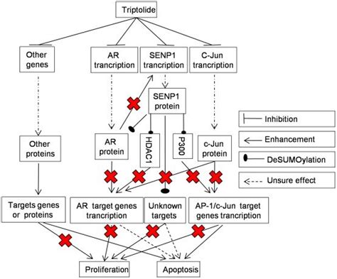 Triptolide Suppresses SENP1 AR And C Jun Expression Induces