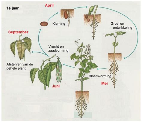 Groei En Ontwikkeling Bij Planten Biologielessen Nl