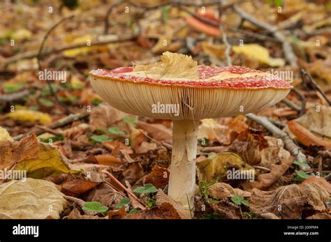 Fly Agaric Mushroom Amanita Muscaria Stock Photo Alamy