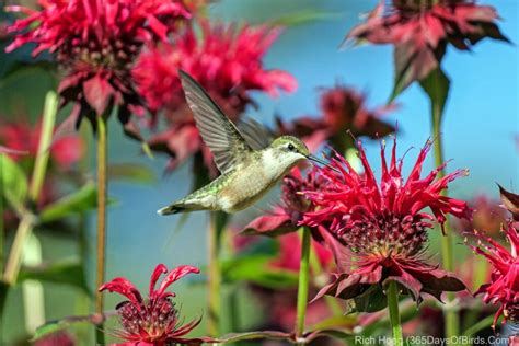 Hummingbirds and Bee Balm | 365 Days of Birds