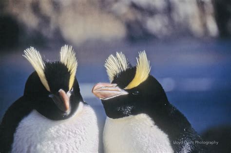 Why Erect Crested Penguins Reject Their First Egg And Lay A Second One