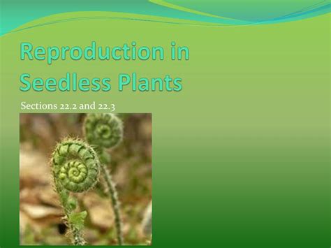 Ppt Ch 22 Plant Diversity Powerpoint Presentation Free Download