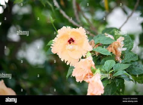 Peach Colored Chinese Hibiscus Hibiscus Rosa Sinensis In Bloom Pix