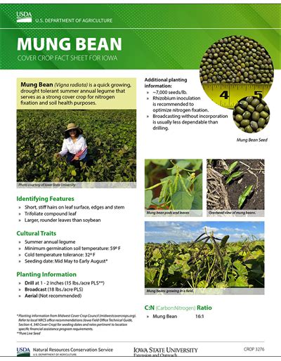 Mung Bean Cover Crop Fact Sheet For Iowa