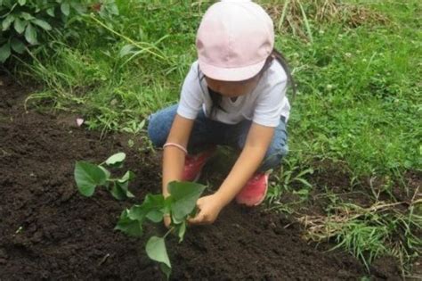 埼玉県の保育施設「嵐山しらこばと保育園」 全国保育情報センター For 学生