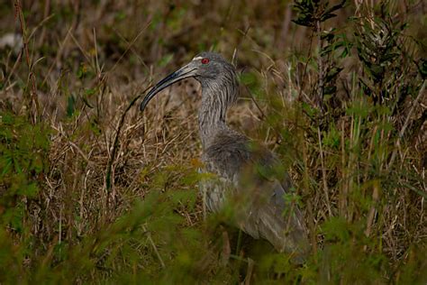 Foto Curicaca Real Theristicus Caerulescens Por Rosi Oliveira Wiki