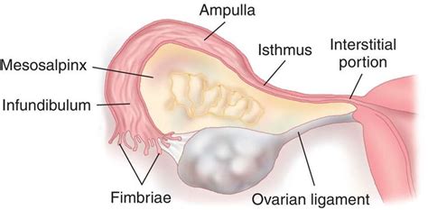 Fallopian tubes, Medical knowledge, Nurse aesthetic