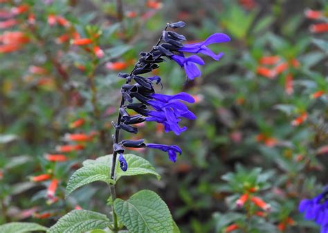 Choose Annual Perennial Salvias For Summer Beauty Mississippi State