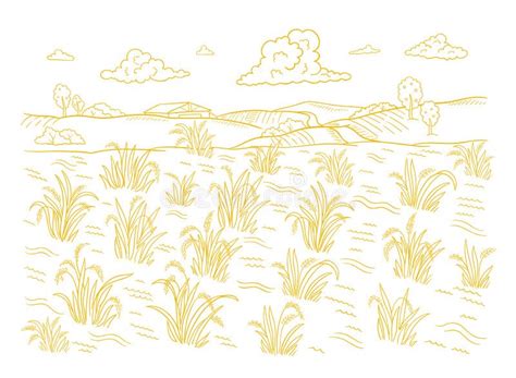 Rice Growth Plant Crop Growing Cycle Sketch Life Stages Of Farm