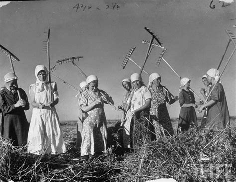 Russian Womens Brigade Using Crude Rakes To Gather Up Hay Harvest On A