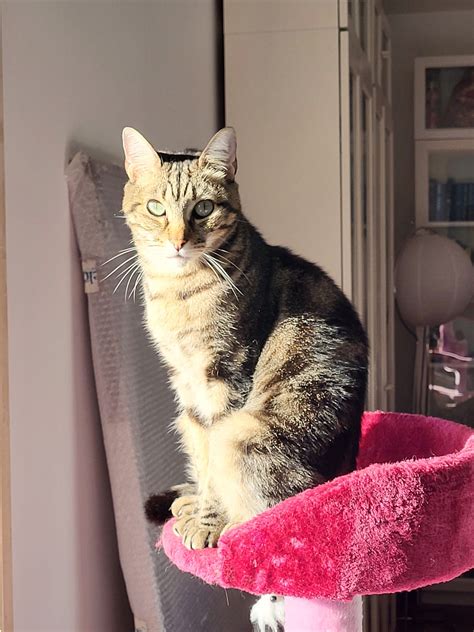 Rubi, King of stripes - Yoors