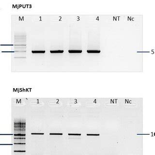 Figure S Semi Quantitative Rt Pcr Analysis Of A Mjput And B Mjshkt