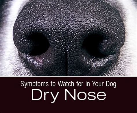 a dog's nose with the words symptons to watch for in your dog