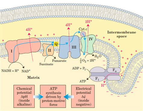 The Electron Transport Chain In The Inner Membrane Of Mitochondrion