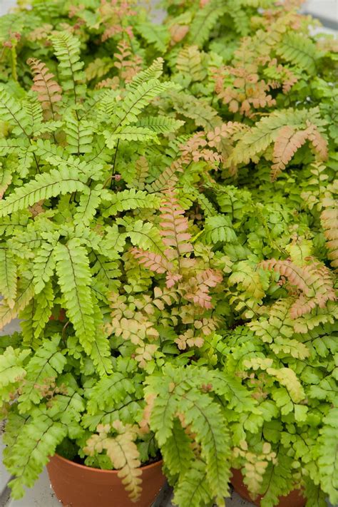 Low Maintenance Ferns To Liven Up Your Shade Garden