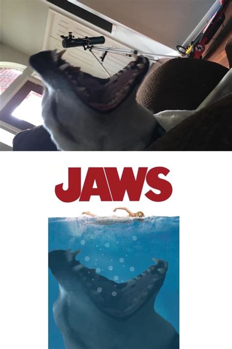 Jaws Meme