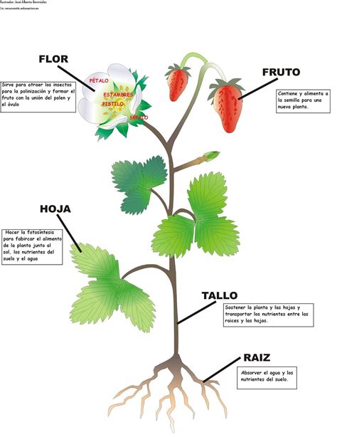 Mapa Conceptual De Las Plantas