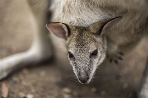 Baby kangaroo jumped out of a van and is missing in Monroe - Pet Rescue Report