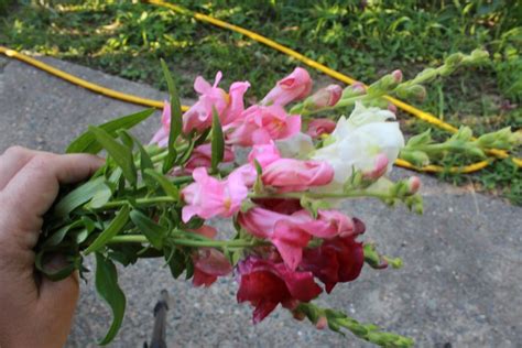 Growing Snapdragons From Seed Cut Flower Farm