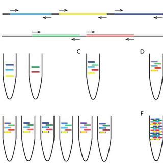 Overview of multiplex primer design using primal online primer design ...