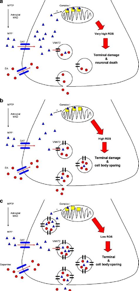 Protective Actions Of The Vesicular Monoamine Transporter Vmat In