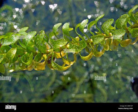 Planta Acu Tica Elodea Fotograf As E Im Genes De Alta Resoluci N Alamy