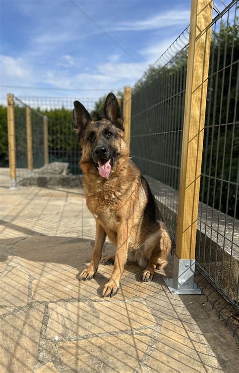 Amandine Educ Canin Ducatrice Canine Dans L Oise Goincourt