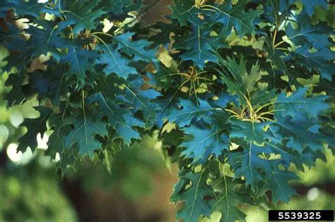 Arkansas Tree Database Shumard Oak