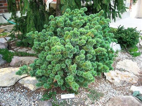 Aoba Jo Japanese White Pine Dwarf Pinus Parviflora Aoba Jo 2 Year Plant