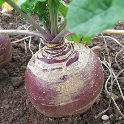 Купить семена Брюква Rutabaga Marian F1 в Москве: доставка семян по ...