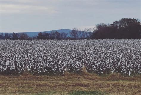 I Paid Attention to the Cotton Fields of Alabama for the 1st Time