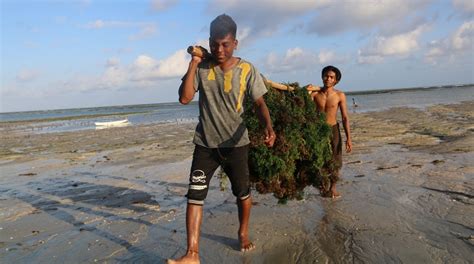 Kkp Pacu Pengembangan Daya Saing Rumput Laut Indonesia Independensi