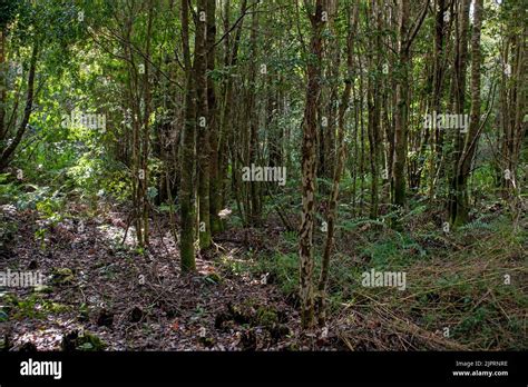 A Scenic View Of Green Fern Plants Growing In A Forest In Patagonia