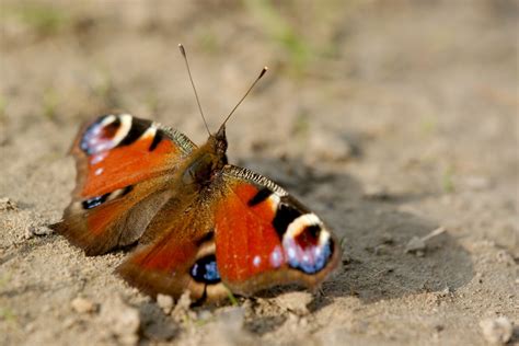 Quelle Est Lutilité Des Papillons Pour Notre Nature Notre Nature