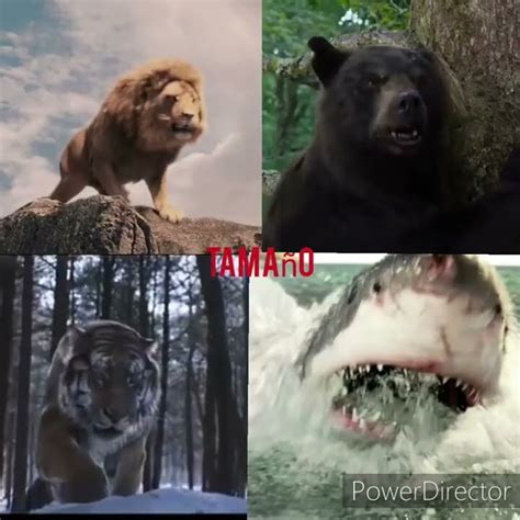 Battle Royale Leon Africano Vs Oso Pardo Vs Tigre Siberiano Vs Gran