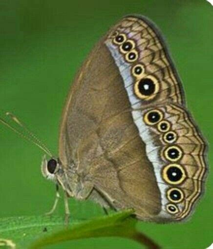 Pin By Hamza Khan Hk On B B Beautiful Butterfly